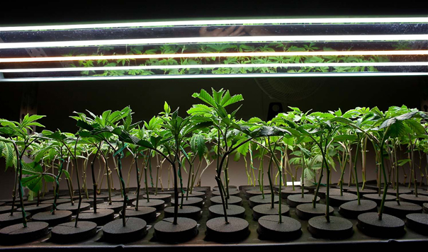 Cannabis Clones Pros and Cons