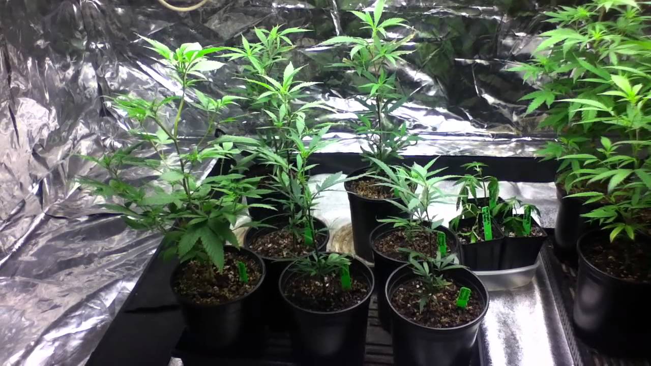 Cannabis Life Cycle vegetative stage