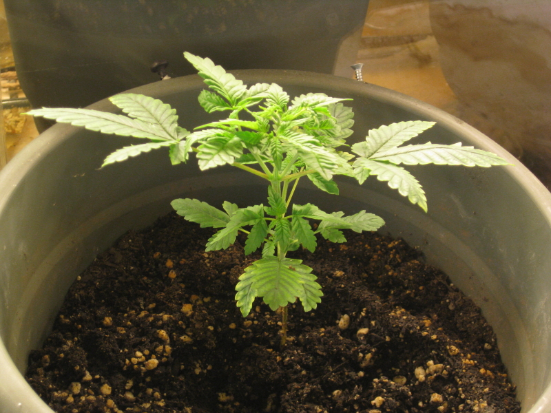 cannabis growth cycle seedling stage