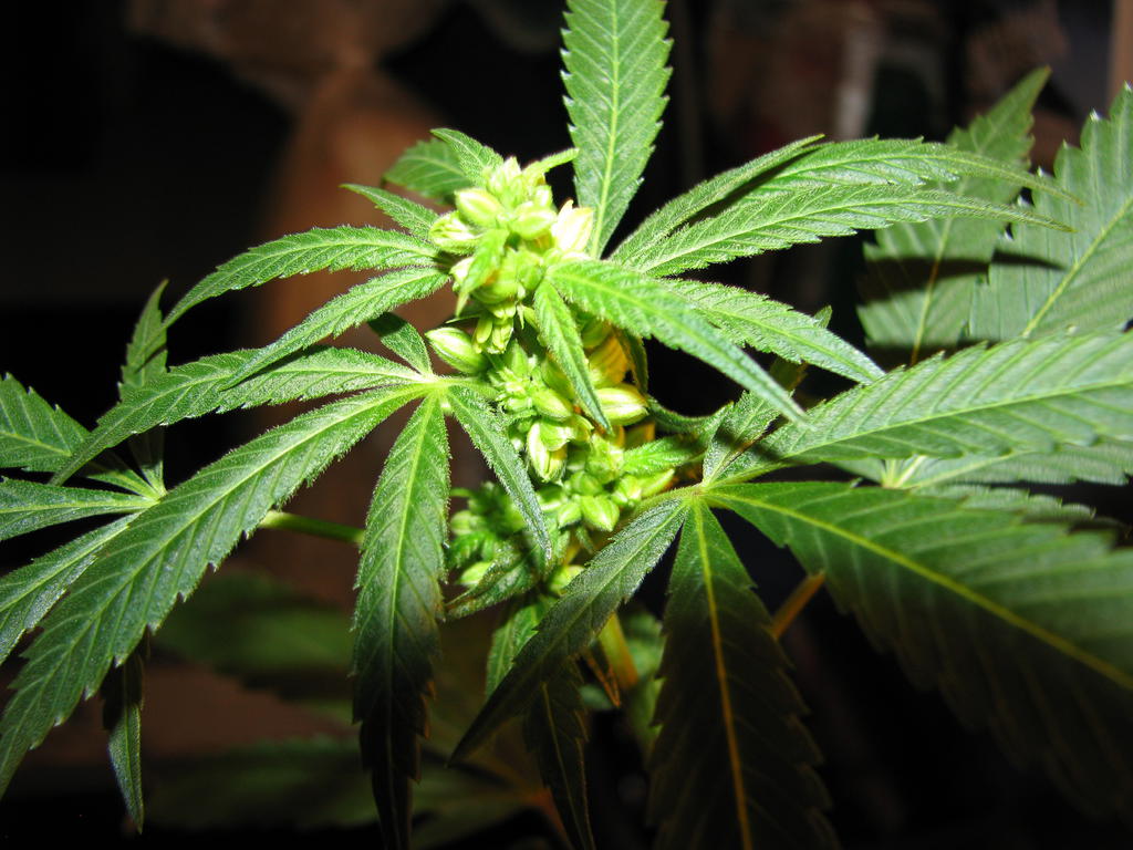 3 Good Reasons To Stop The Utilization Of Marijuana 2