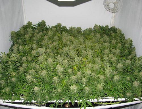 Guide to Growing Cannabis