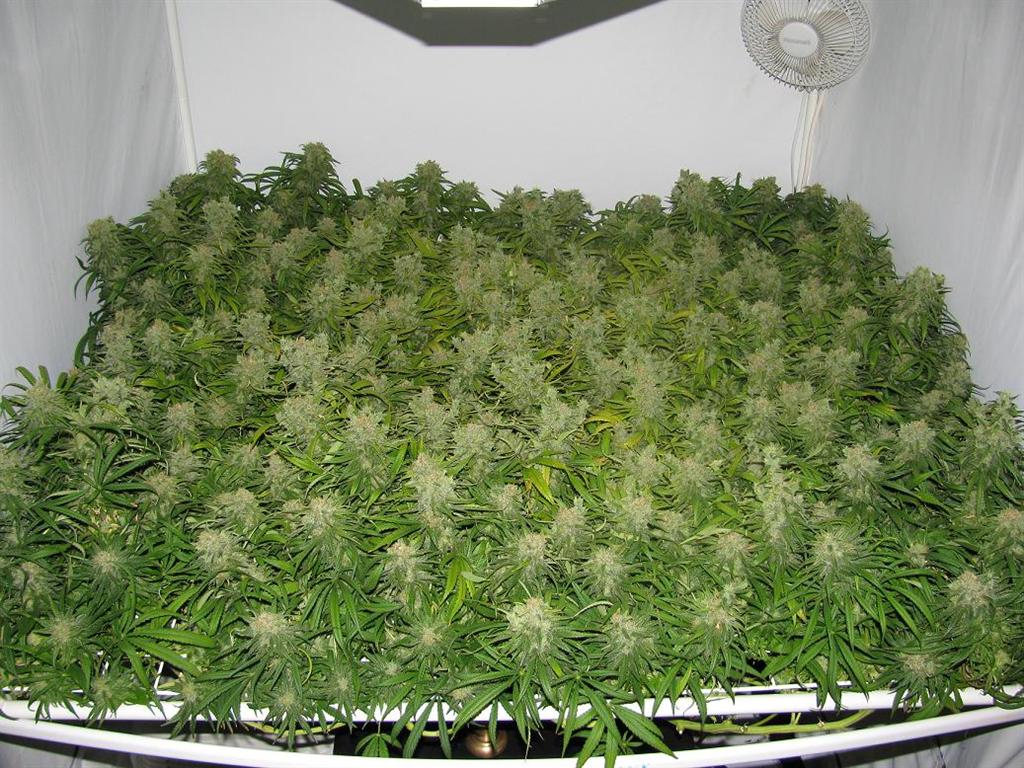 marijuana life cycle flowering stage