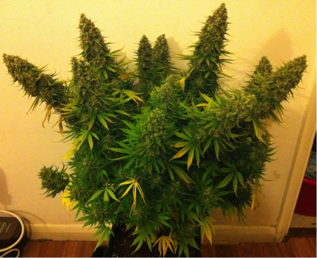 maximise yield cannabis plant