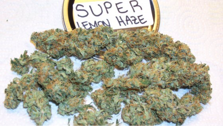 Haze peace codes. Шишки Lemon Haze. Бошки Lemon Haze. Трава Lemon Haze. Super Lemon Haze.