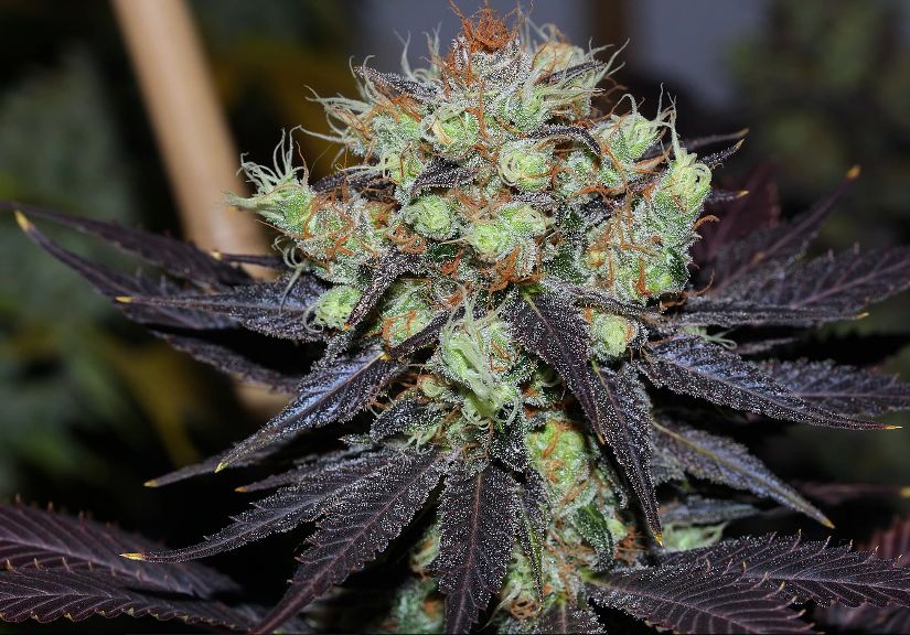 Sugar Black Rose Best Tasting Strains.