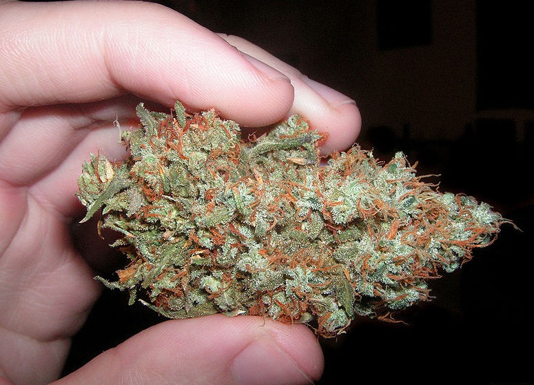 AK47 Weed- Hybrid Strain - Legalize it. We Think So