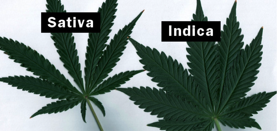 indica