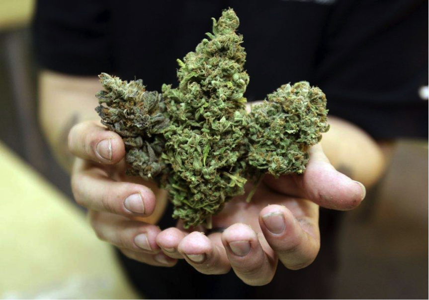 Cannabis Bud Hand