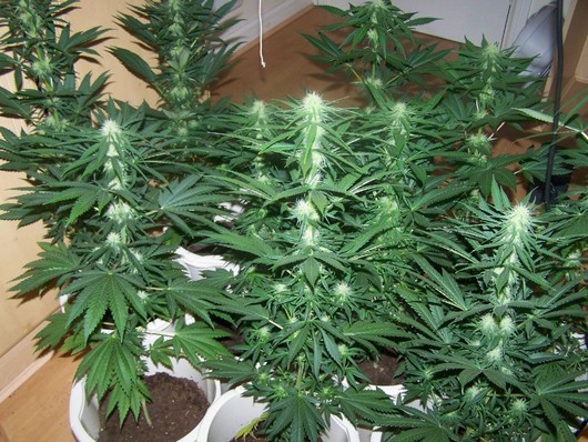 Afghani strain cannabis plant in flower