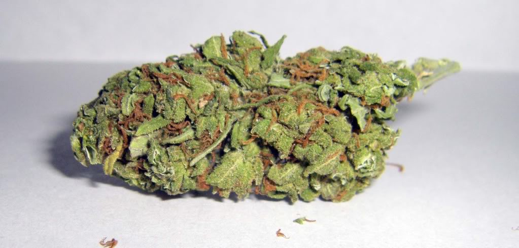 THC Bomb Hybrid cannabis strain.