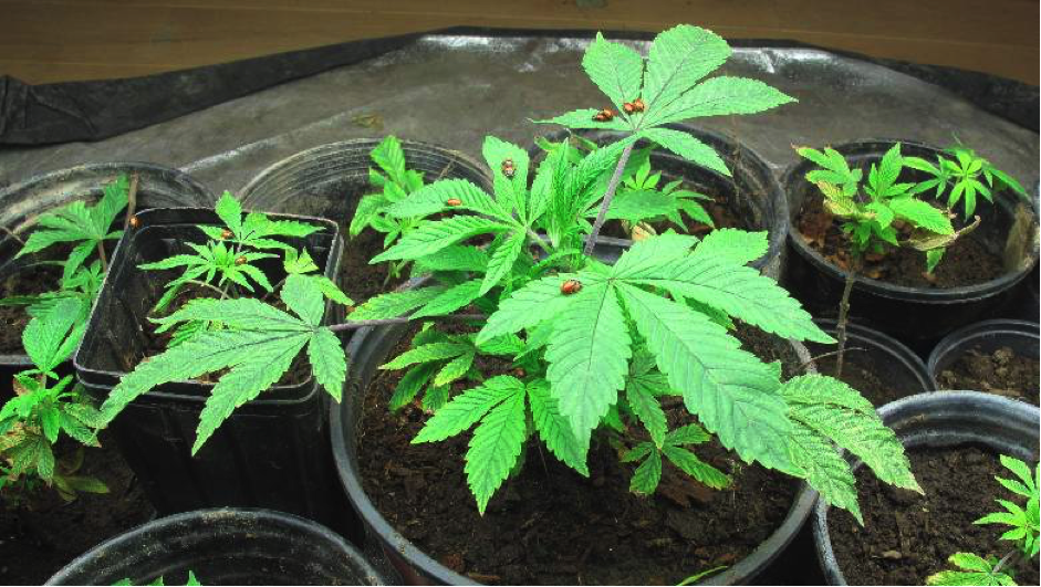 Ladybirds, cannabis plant