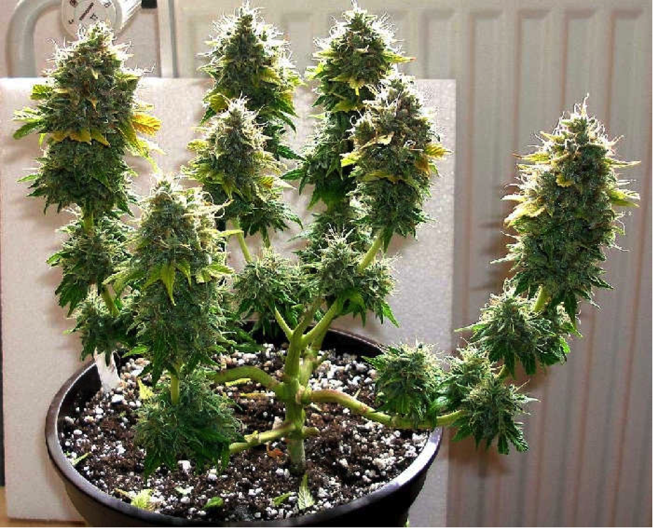 Marijuana plant, trimmed buds