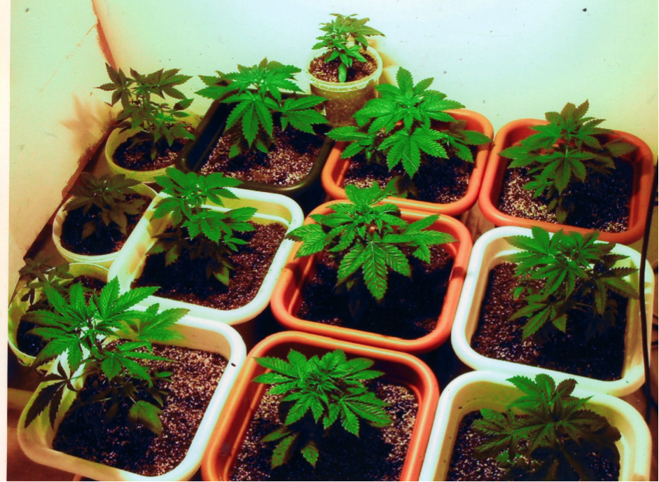 growing cannabis, potted seedlings