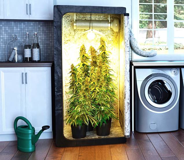 Indoor Cannabis grow set up