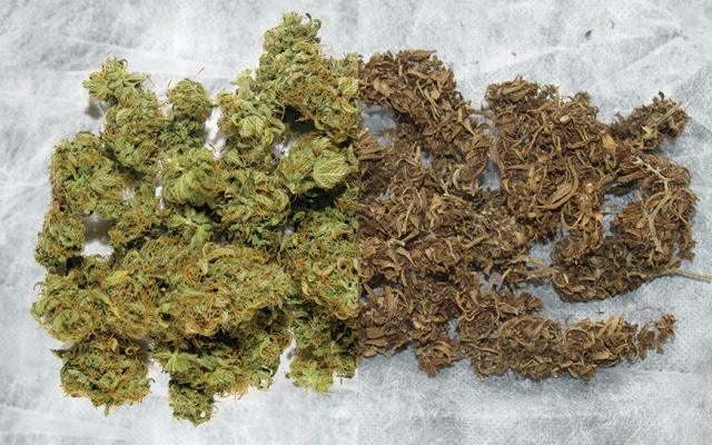 good weed vs bush weed