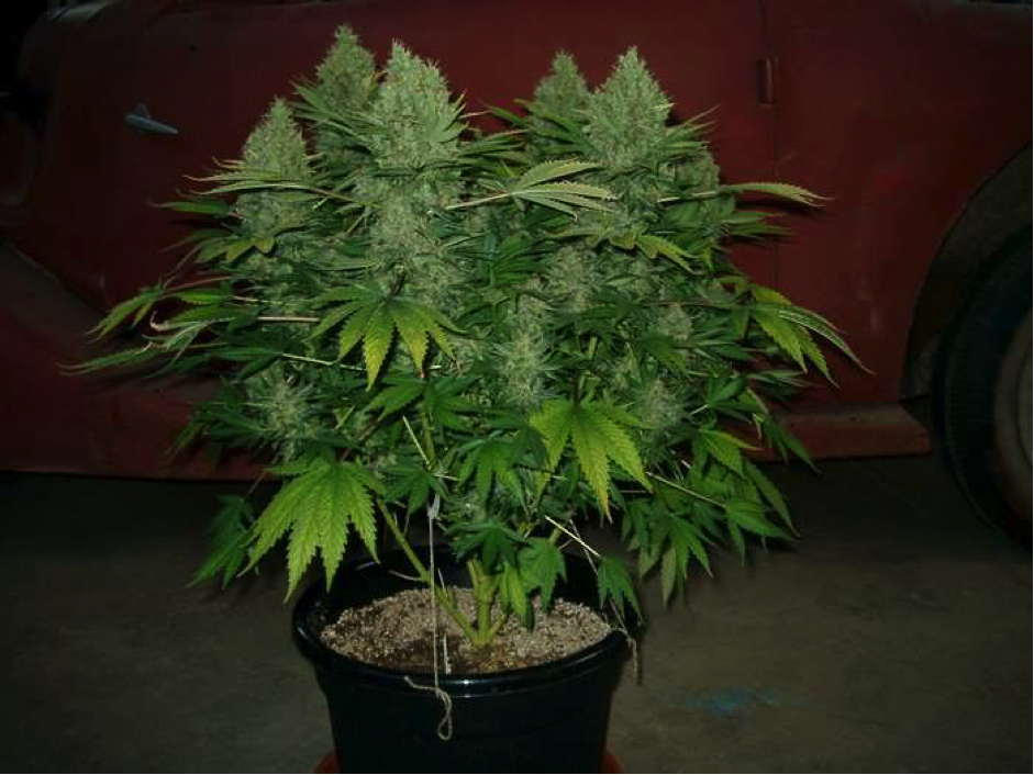 Indica Cannabis Plant 