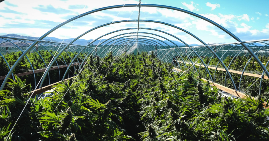 cannabis farm tours california