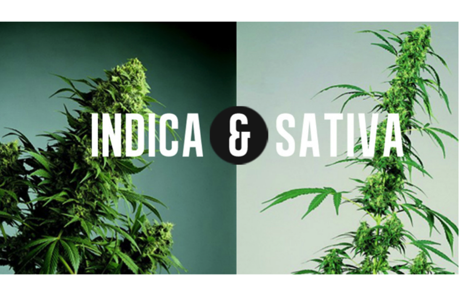 Indica and Sativa Cannabis a guide 