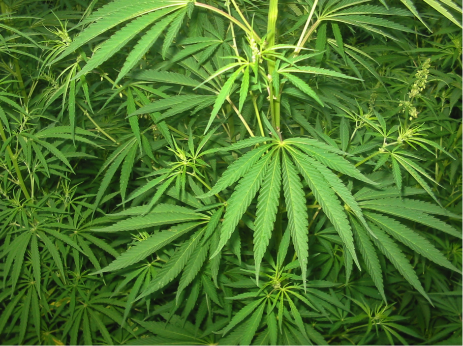 Sativa Cannabis leaves