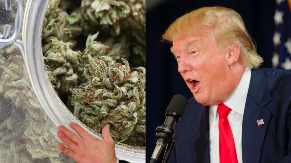 Donald Trump Cannabis Legalization 2016