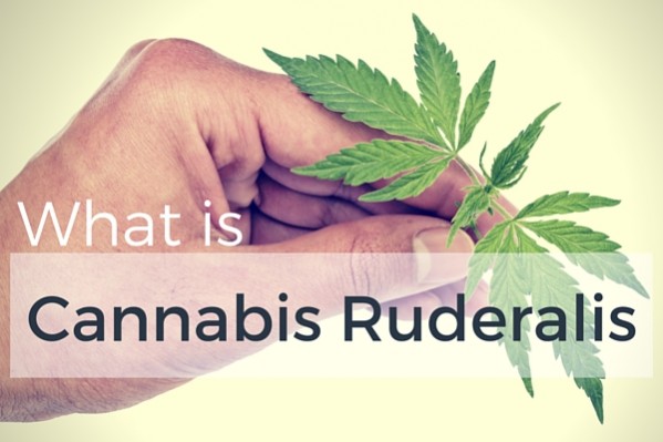 Autoflowering cannabis ruderalis