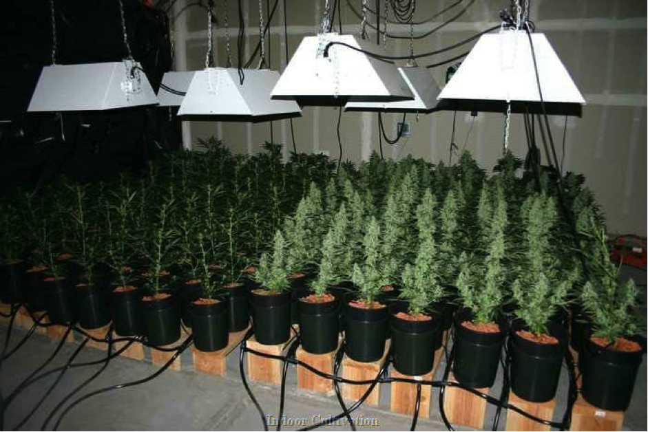 Autoflower Cannabis Ruderalis grow set up