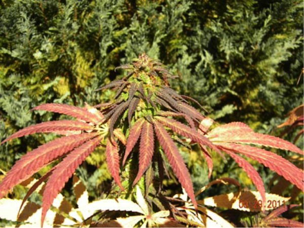 Panama Red a Classic Cannabis Sativa - Legalize it. We Think So