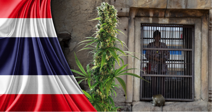 Thai Marijuana growing