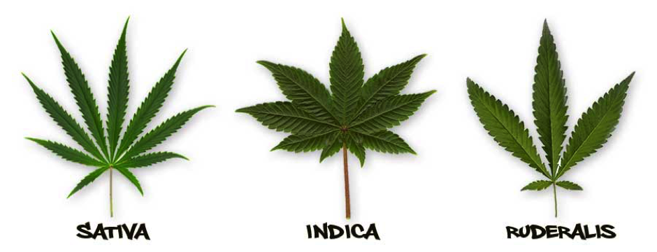 Cannabis Sativa, Indica and Ruderalis