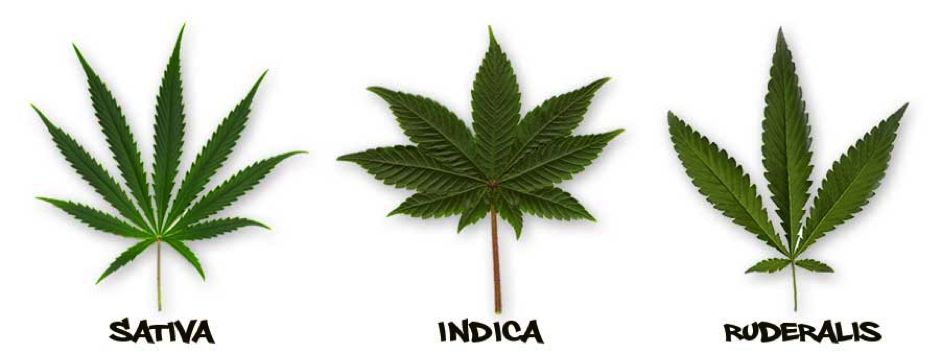 Indica Renegade Pics