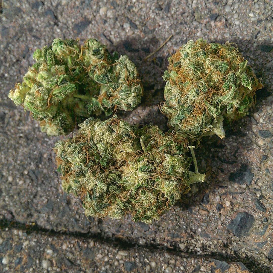 kush 8 breakwater atc