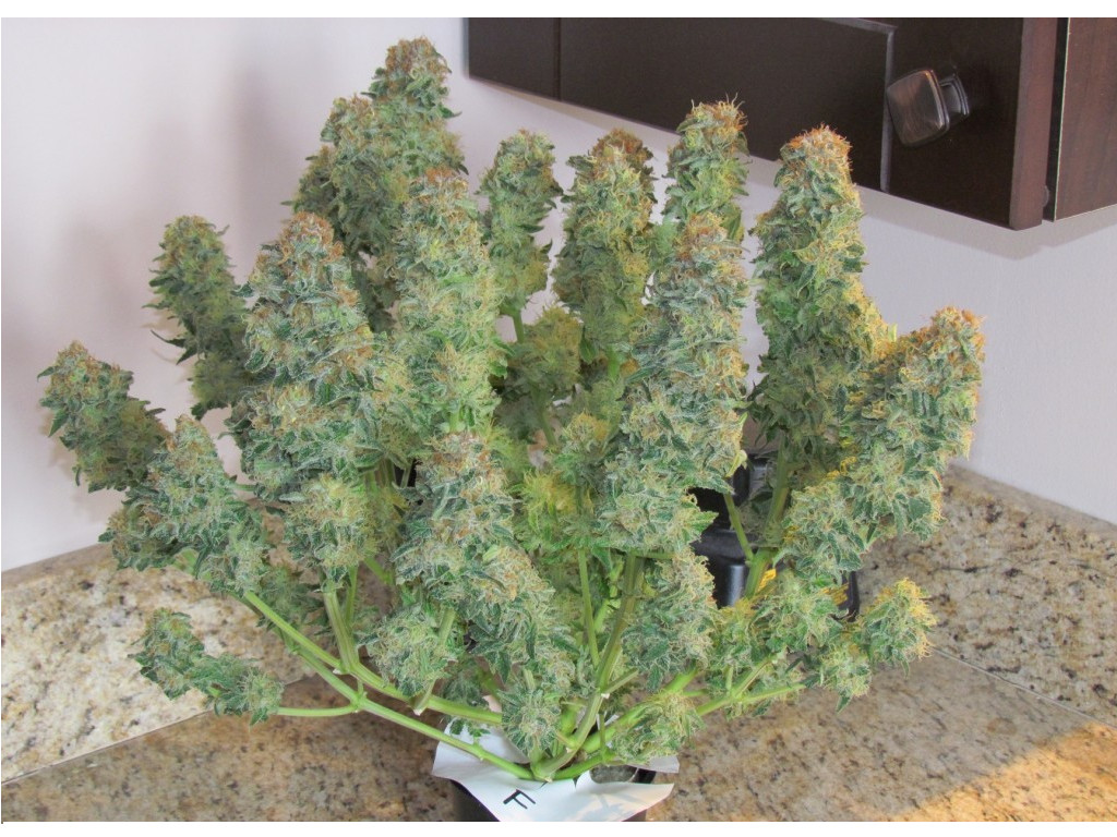 Incredible Bulk A High Yield High Thc Indica Legalize It We Images, Photos, Reviews