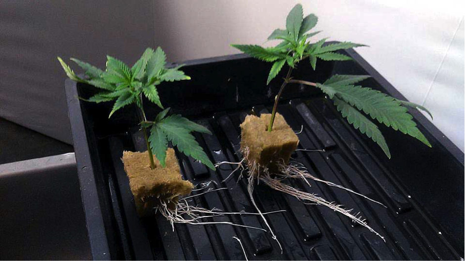 growing cannabis seed or clone