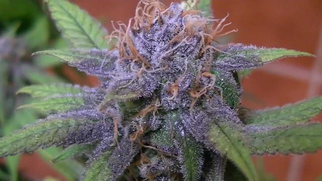 Purple Bud - A Stunningly Coloured Indica Delight - Legalize it. We