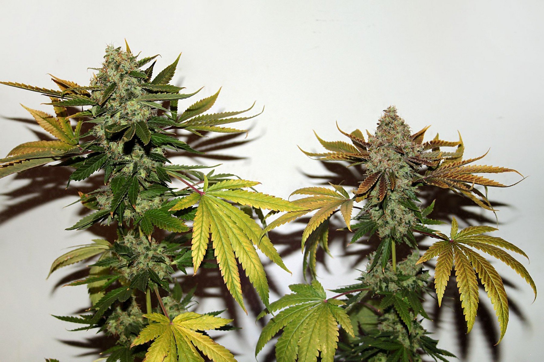 Skunk #1 in Flower marijuana strain review