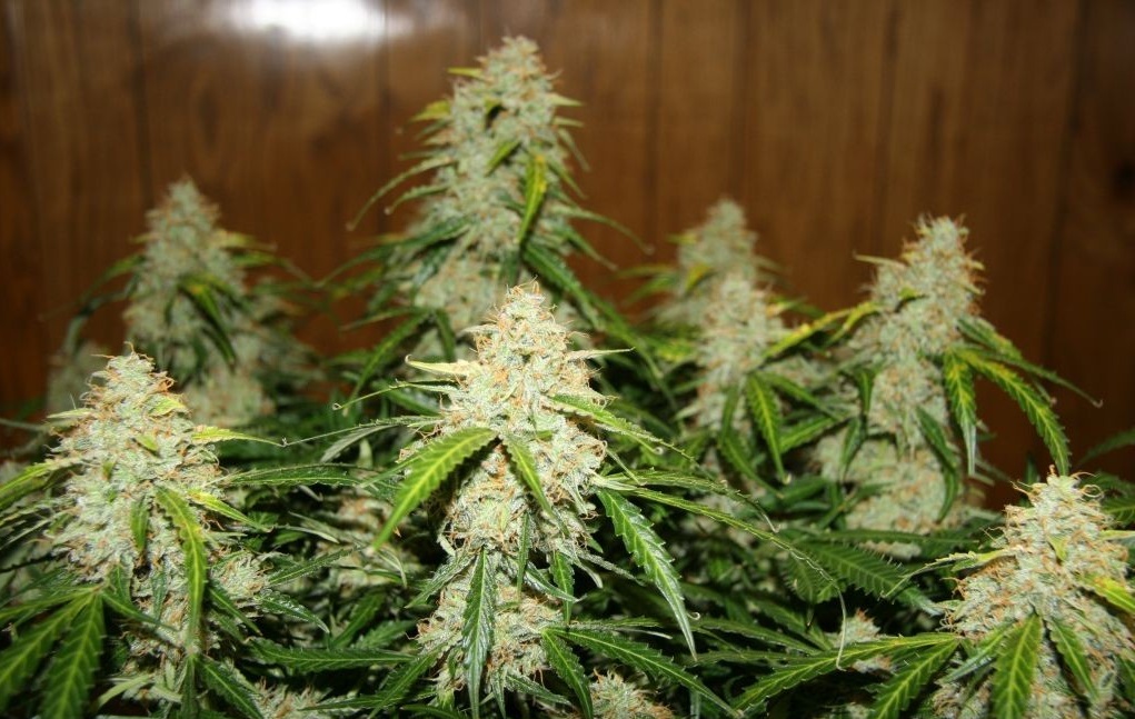 Big Cannabis Buds!