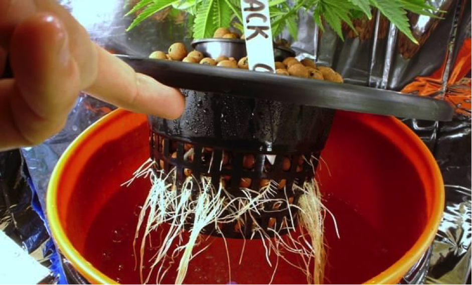 Способ выращивания марихуаны гидропоники все о торе hydra linkshophydra