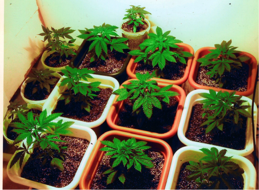indoors-outdoors cannabis cultivation