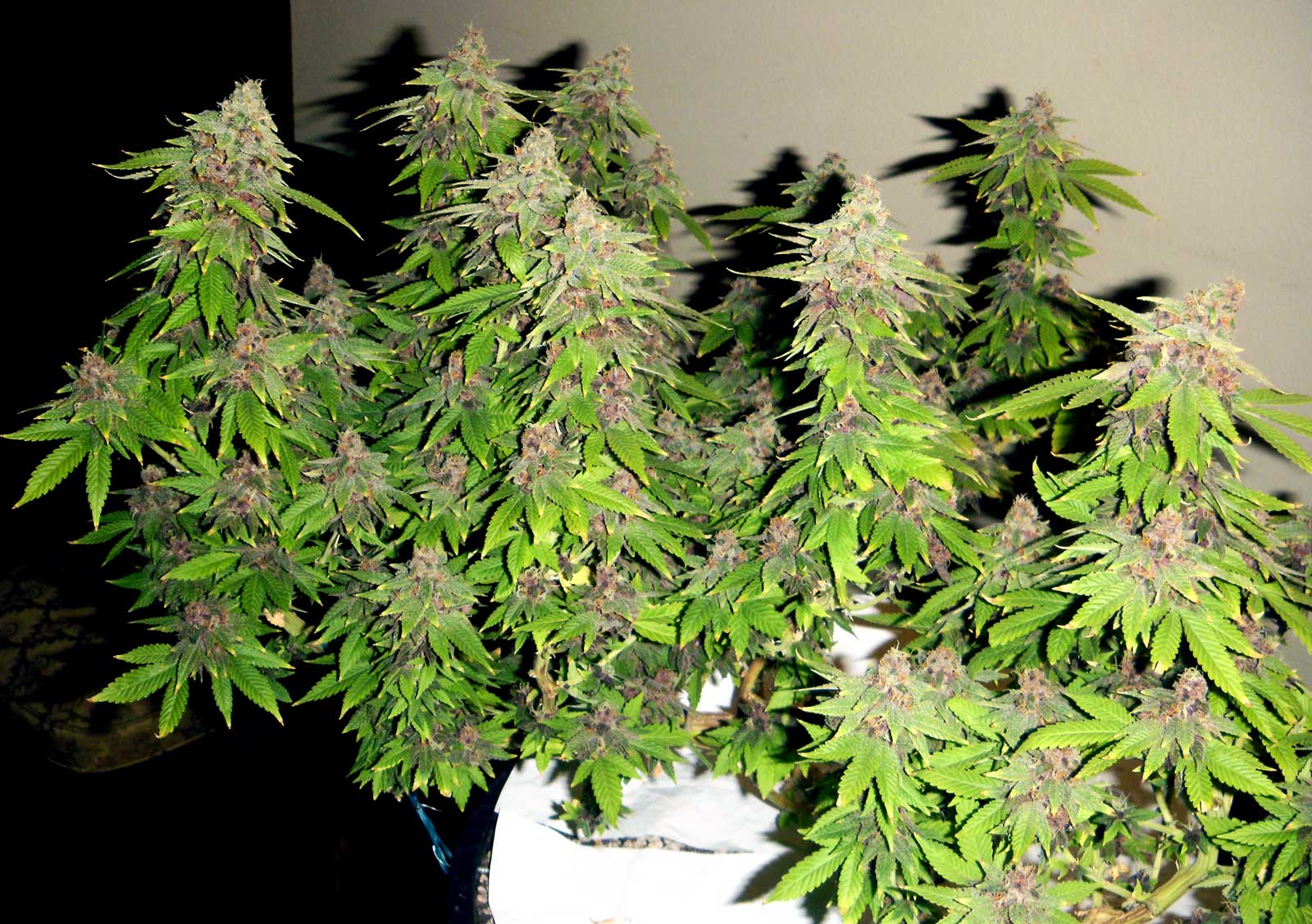 Autoflower cannabis being grown