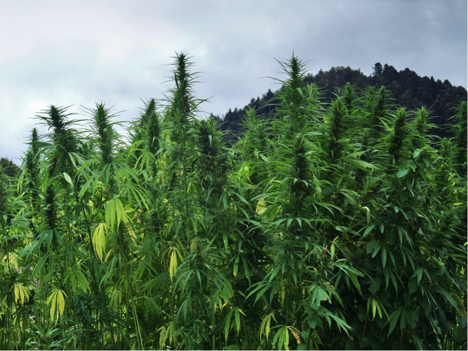 outdoor marijuana growing