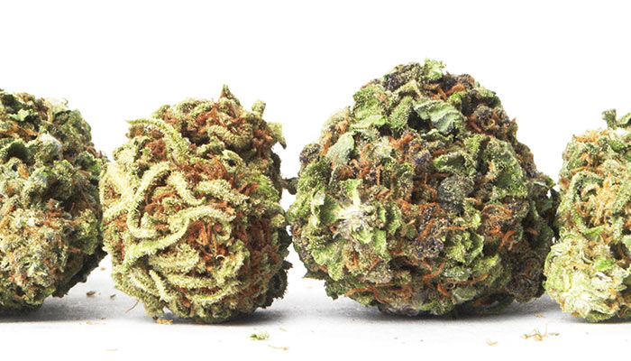 The 10 Strongest Strains on Earth Right Now