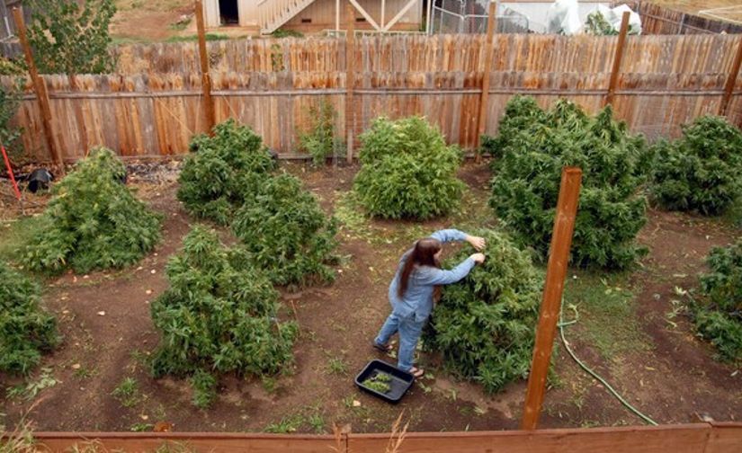 using cannabis fertilizeR