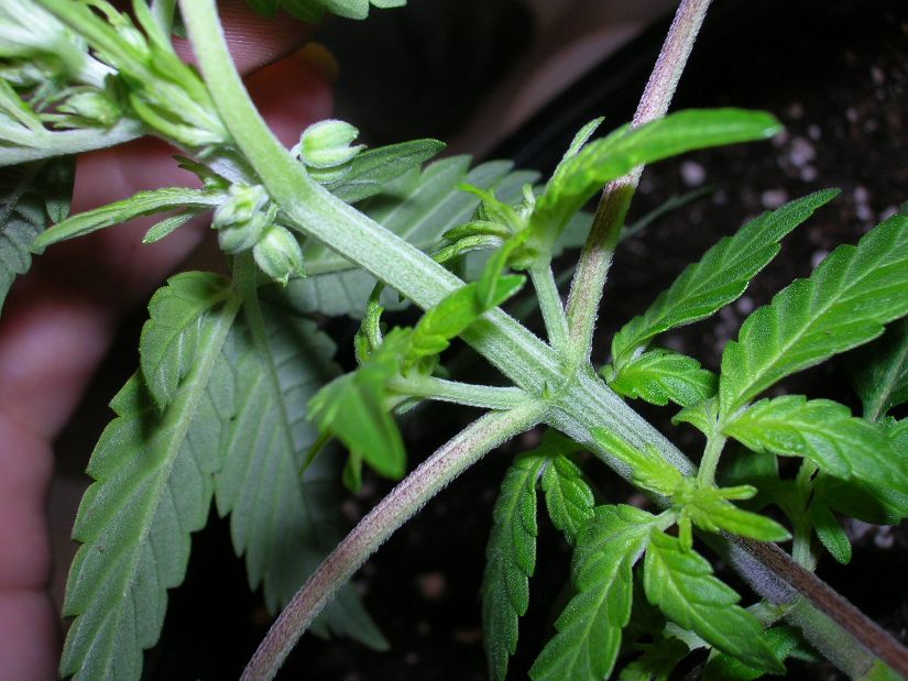 Hermaphrodite Cannabis plant (Hermie)