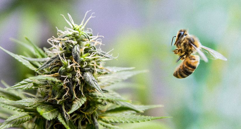 Cannabis Infused Honey