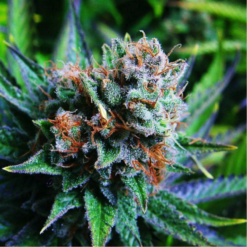 The Six Best-Selling Cannabis Strains in the US Right Now - Legalize it