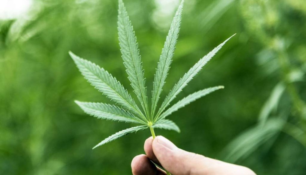 15 Things You (Probably) Didn’t Know About Cannabis - Legalize It. We ...