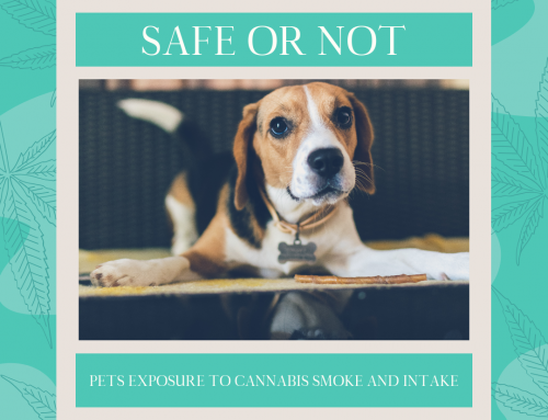 Safe or Not: Pets’ Exposure to Cannabis Smoke and Intake