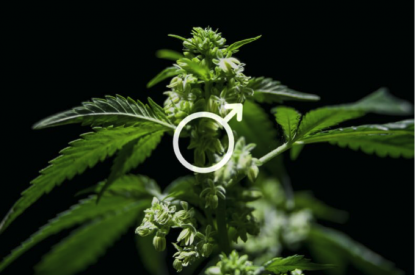 Hermaphrodite Cannabis Plants: The Facts You Need to Know - LIWTS